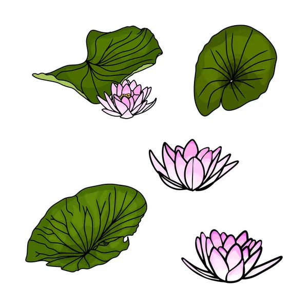 Grand Ensemble Nénuphars Lotus Fleurissant Avec Des Feuilles Fleur Tropicale — Image vectorielle