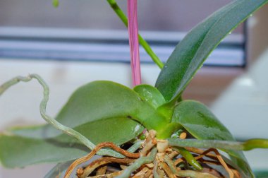 Küçük orkide yaprakları ve kökleri üzerinde böcek ilacı böceği