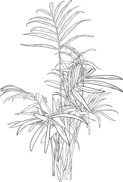 Dessin noir et blanc de chamaedorea, howea, palmier en bambou Arecaceae — Image vectorielle