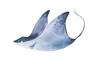 Stingray suluboya koleksiyonu, bir dizi deniz hayvanı mavi okyanus vatoz balığı. Mavi suluboya resminin elle boyanmış hali, gerçekçi sualtı okyanus koleksiyonu