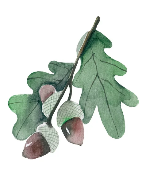 Дубова гілка з жолудями і дубовим листям акварель, елемент осіннього декору . — стокове фото