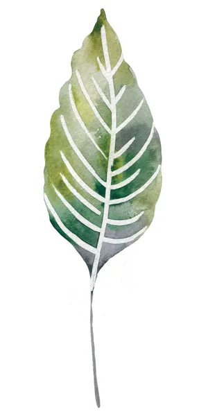 Four tropical leaves. Hand drawn leaves illustration in watercolor. — Stock Photo, Image