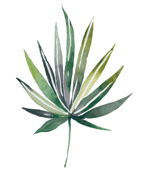 Fyra tropiska blad. Handritade blad illustration i akvarell. — Stockfoto