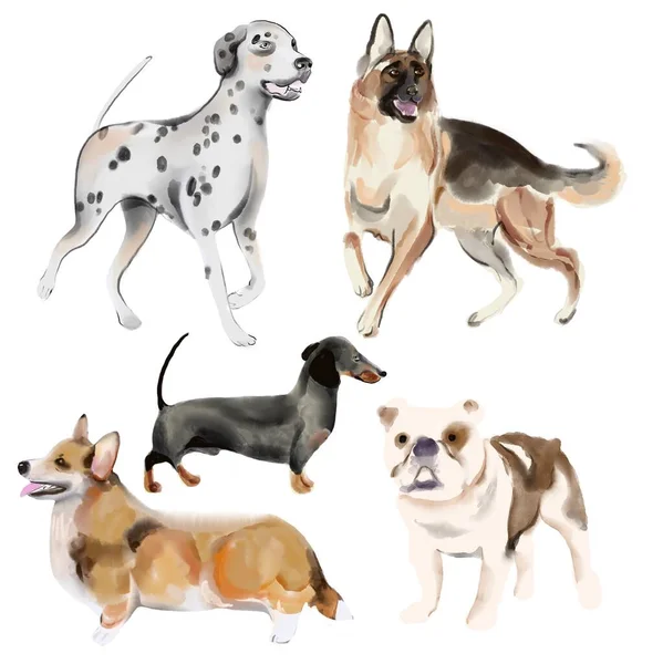 Colección perros de diseño aislado en blanco. Bosquejo estilo clipart —  Fotos de Stock