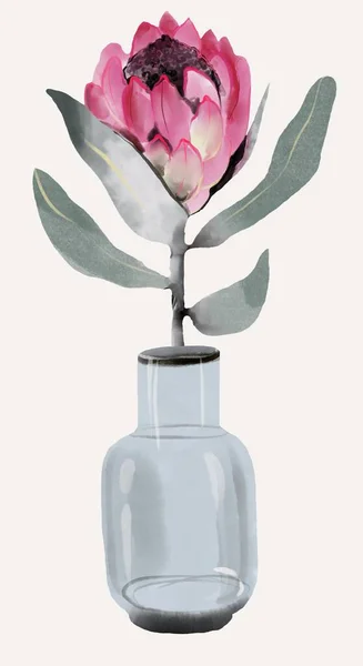 Protea aquarelle fleur rose sur blanc isolé Image En Vente
