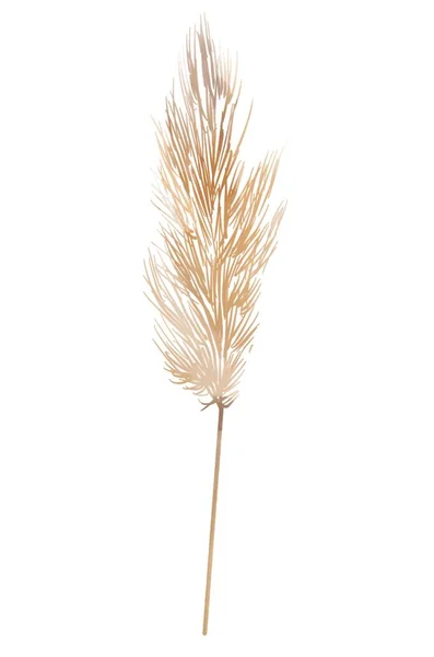 Dry fluffy flowers beige boho background 3d rendering. Abstract Pampas grass isolated Royalty Free Stock Images
