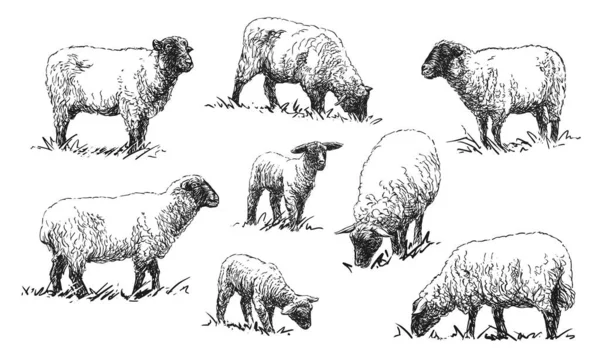 Schapen - set illustraties van landbouwhuisdieren — Stockvector