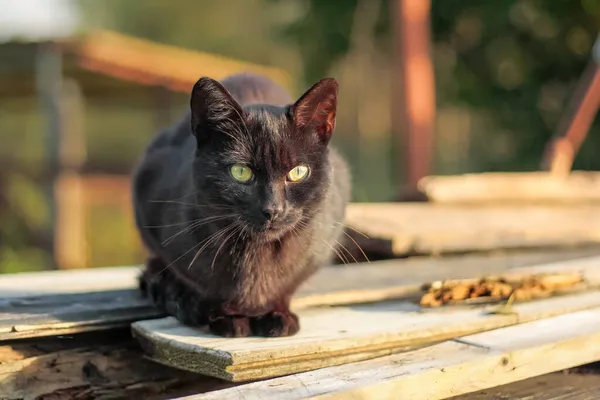 Schwarze Katze sitzt auf Holzplanken — Stockfoto