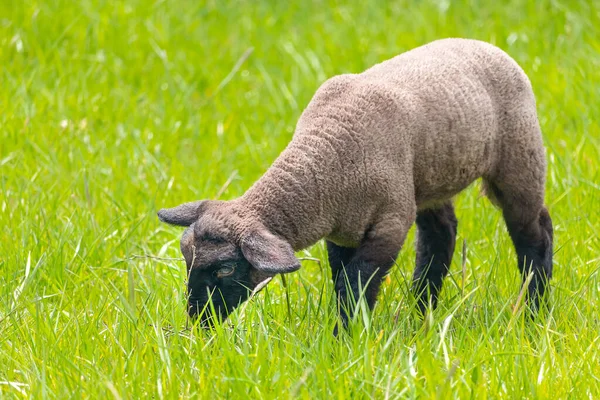 Lamm i gräset - Suffolk får på betesmark, sidovy — Stockfoto