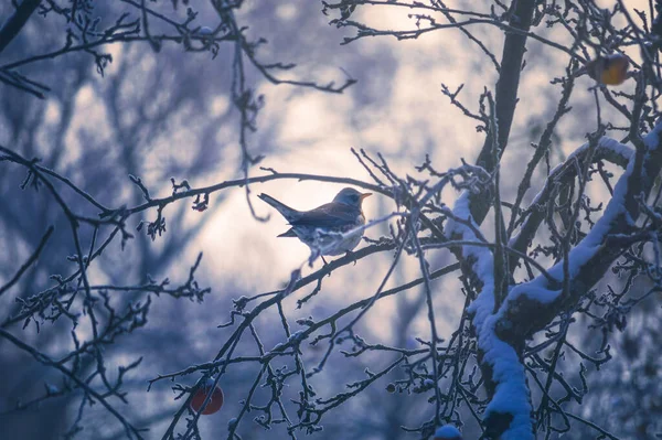 在冬天把飞鸟扔在树上 — 图库照片