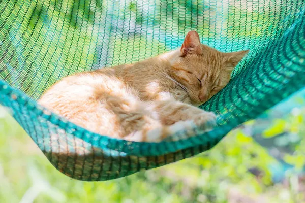 Gato vermelho deitado e dormindo em uma rede no jardim em um dia ensolarado de verão — Fotografia de Stock