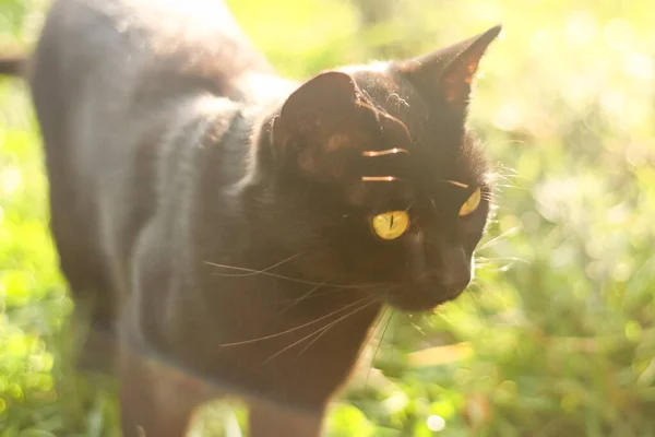 Черная кошка ведьмирует желтые глаза при солнечном свете на зеленой траве — стоковое фото