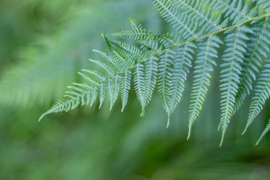yeşil eğreltiotu yaprağı, bulanık arkaplan