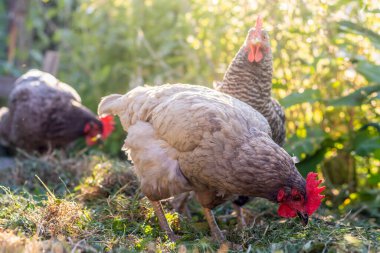 Serbest Bahçe Tavukları - Bahçede mavi ve gri renkli tavuk