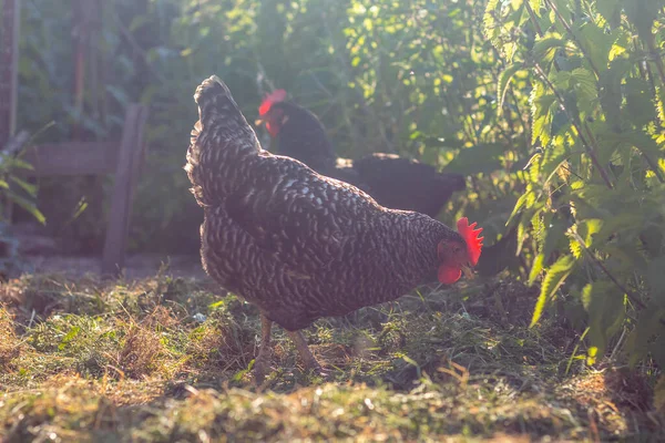 Gallinas de rango libre - gallina azul y gris en el jardín — Foto de Stock