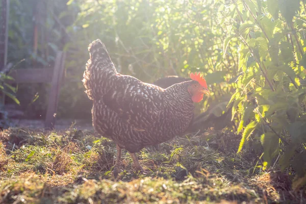 Курицы - голубые и серые курицы в саду — стоковое фото