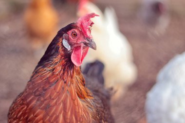 Çiftlikteki kahverengi tavuk