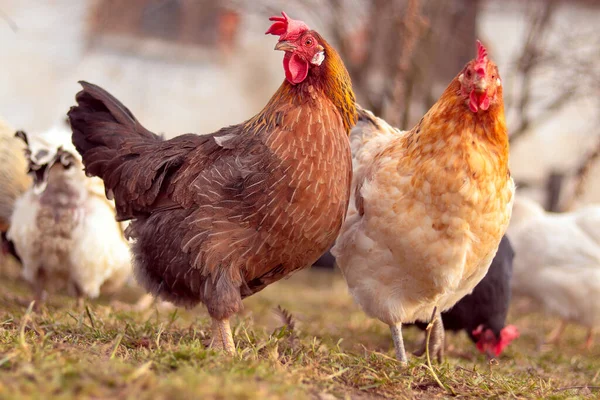 Светло-коричневая курица на ферме — стоковое фото