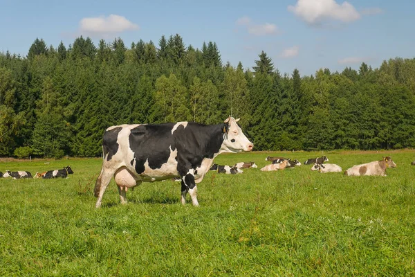 Dobytek na pastvině, kráva stojící v popředí, stádo krav ležící na trávě za ní — Stock fotografie