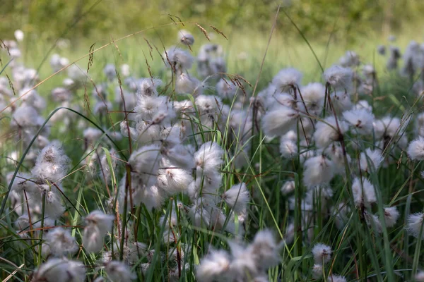 Eriophorum, rostliny bavlníkové trávy na louce — Stock fotografie
