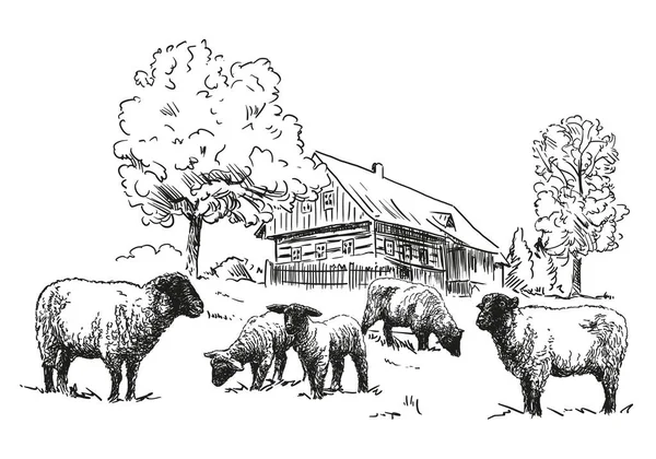 Sheep farm - a flock of sheep with wooden timbered cottage, black and white illustration, white background, vector — Stockový vektor