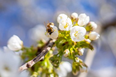 Tozlanan bir arı dalında kiraz çiçekleri açıyor, güneşli bir bahar günü mavi gökyüzü, yakın çekim manzarası