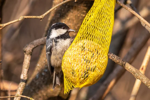 Coal tit bird at the feeder with a tallow ball on a tree branch, in the forest — 图库照片