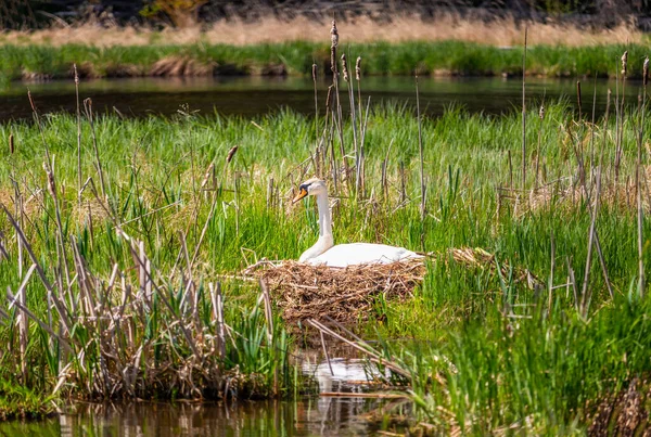 White swan sitting in a nest in reeds on the bank of a pond, sunny day — Fotografia de Stock
