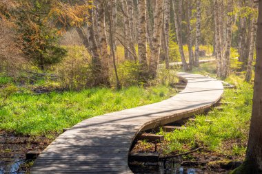 a boardwalk in the forest - a wooden walkway in the wetlands around the Olsina pond, Czech Republic