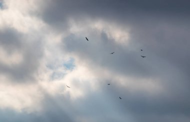 Bulutlu bir gökyüzü. Güneş ışığı parlıyor. Yırtıcı kuş sürüsü gökyüzünde uçuyor.