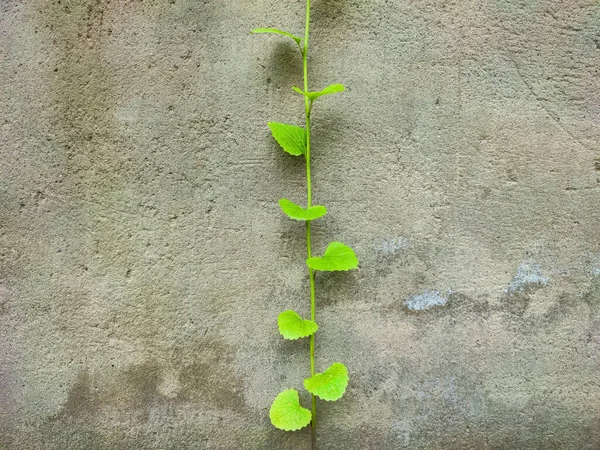 Green Sprout Background Rough Concrete Close — Stock Photo, Image