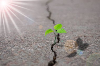 Asfalttaki çatlaktan filizlenen bir tomurcuk çıkar..