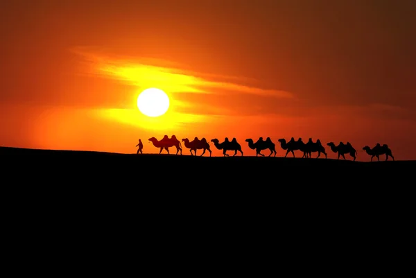 Camel caravan with sunset — Stock Photo, Image