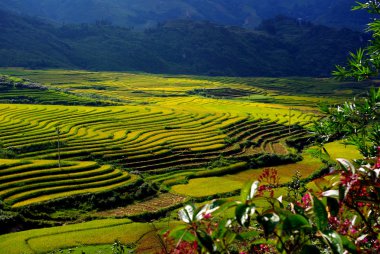 Teras pirinç tarlaları, sapa, Kuzey vietnam