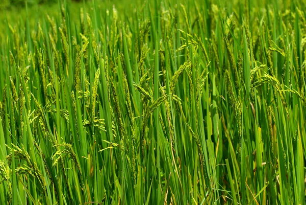 Рисові поля в Терасі, на північ від В'єтнаму — стокове фото