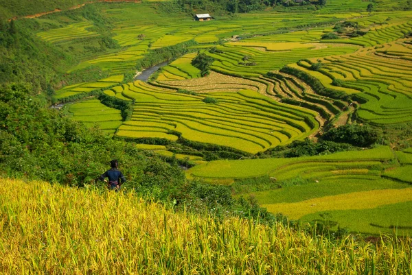 Terrass risfälten på sapa, norr om vietnam — Stockfoto