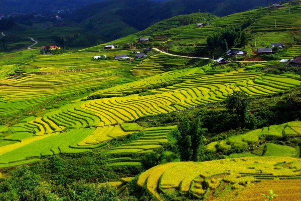 Terrassenreisfelder bei sapa, nördlich von Vietnam — Stockfoto