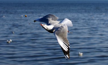 martı sinek yiyecek yakalamak için