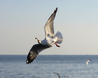 martı sinek yiyecek yakalamak için