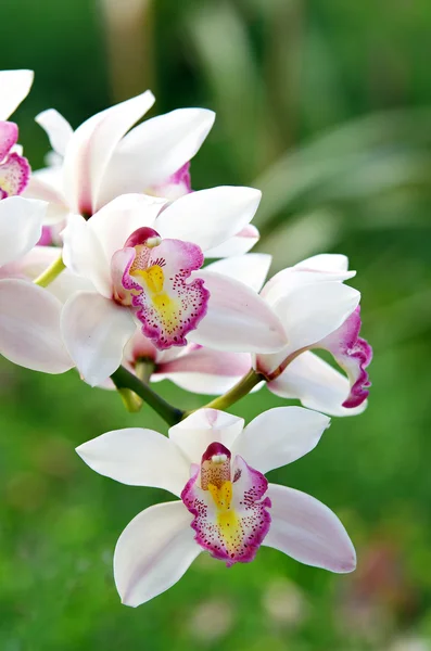 Orchid garden, chiang mai, thailand — Stockfoto