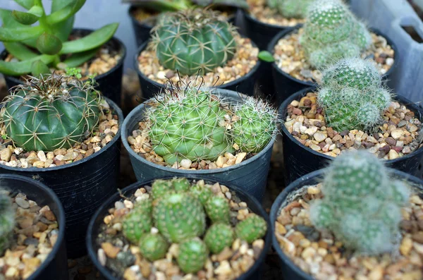 Primer plano de los cactus —  Fotos de Stock