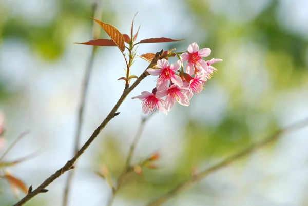 Fundo sakura rosa — Fotografia de Stock