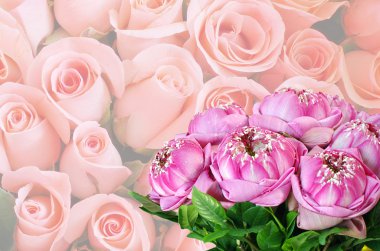 Gül arka plan üzerinde pembe lotus salkım