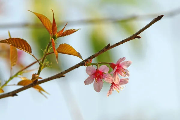 Roze sakura met branch — Stockfoto