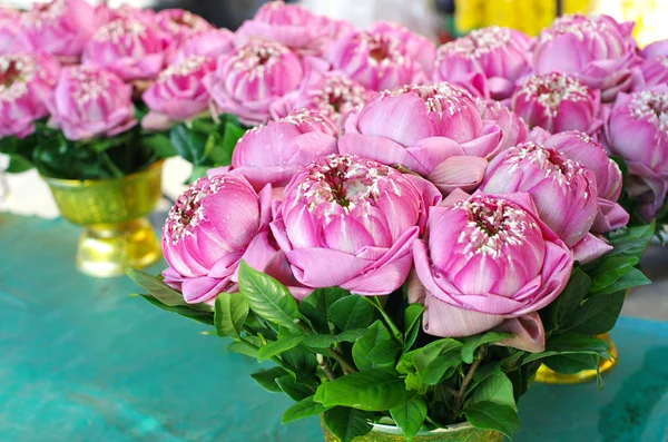 Una panícula de loto rosa —  Fotos de Stock