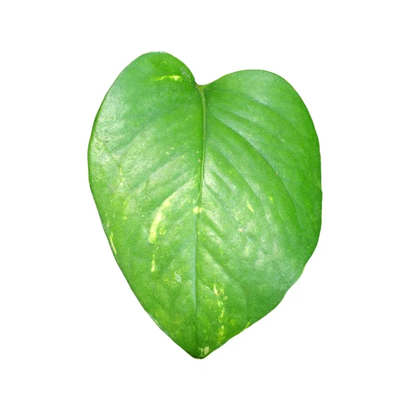 Green leaf ,Closeup on white background — Stock Photo, Image