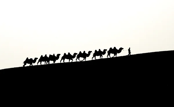 Караван верблюдов в Синьцзяне, Китай — стоковое фото