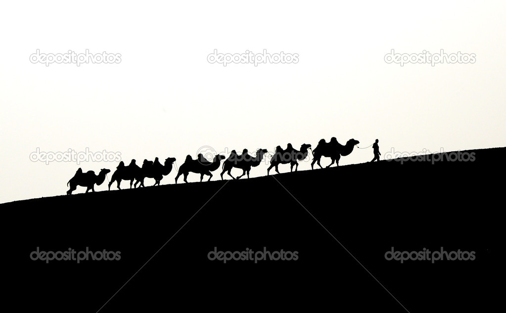camel caravan in Xinjiang, China