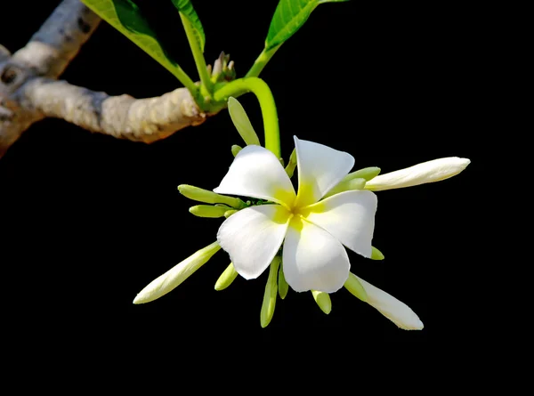 Frangipani bianco e giallo su sfondo di colore nero — Foto Stock