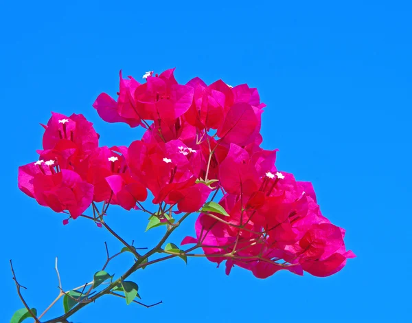 Рожева бугенвільська паперова квітка на блакитному небі — стокове фото